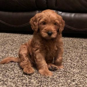 Meet your Posher, Brindi